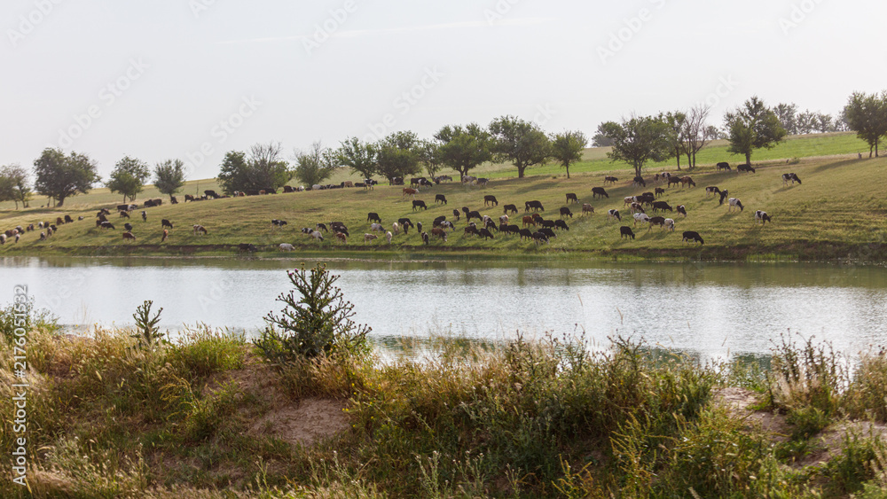Naklejka premium Cattle graze peacefully near a calm, green-lined water body