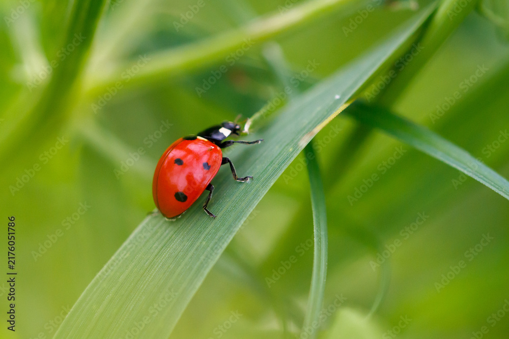 Fototapeta premium Red ladybug rests on green leaf