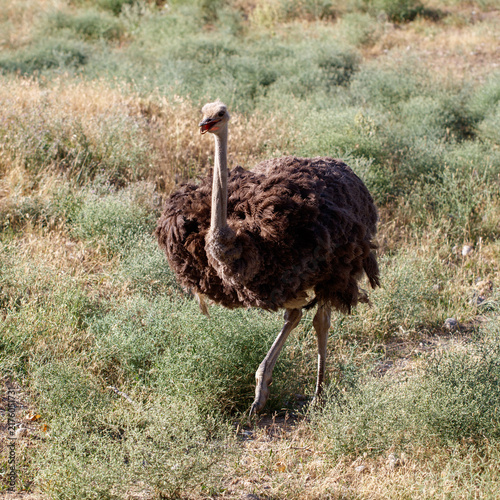 Photography Ostrich walks through dry, grassy terrain