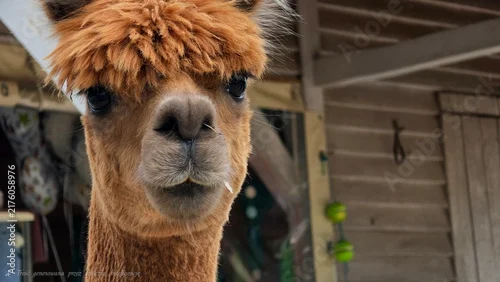 Fototapeta samoprzylepna close up of a llama