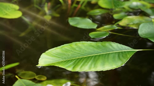 Large green leaf drifts gently across dark pond water among smaller floating leaves, with soft ripples, reflected highlights, and diagonal sunlight revealing vivid natural texture