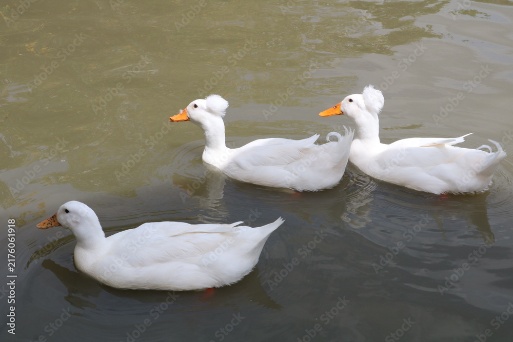 Fototapeta premium ducks on the water