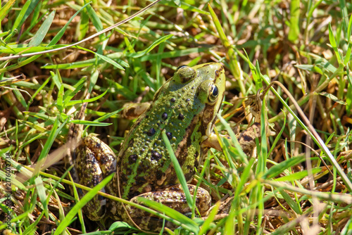 Obraz na plátně Green frog resting camouflaged among lush grass blades in natural wetland habitat