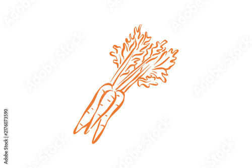 Hand drawn fresh organic carrot vegetable harvest outline illustration for autumn season Design