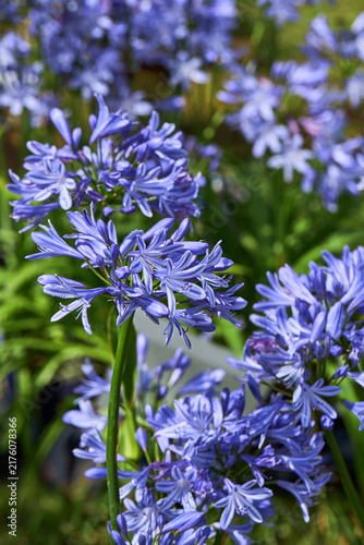 Blue African Lily ‘Charlotte’ Flowers Blooming in Summer Garden