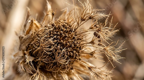 Macro shot of a dried wild plant seed head in autumn
