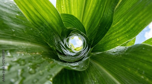 Macro shot of a vibrant green corn leaf spiral looking up towards the bright blue sky
