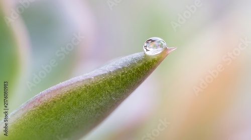 Macro view of a single clear water droplet resting on the tip of a green succulent leaf