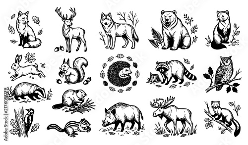 Woodland Forest Animal Collection with Fox Deer Wolf Bear Owl and Squirrel Hand Drawn Vector Illustration Set