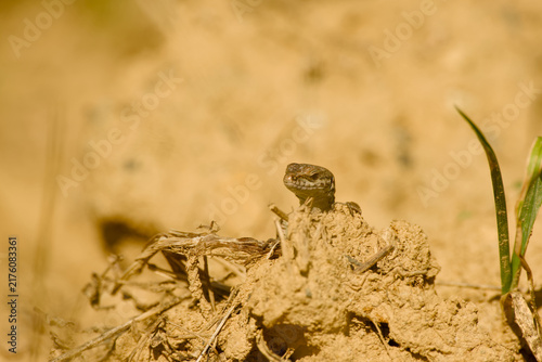 Quadro su tela Common wall lizard peeking over a dry earthen mound, with its head and front par