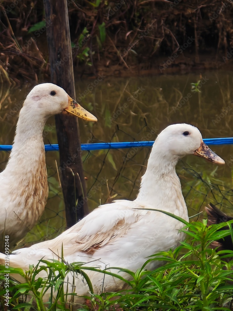 Fotografía ducks on the grass