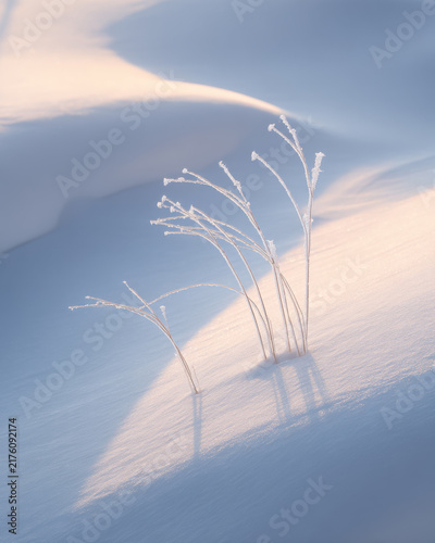 Frosty Grasses in Snow - Minimalist Winter Nature Background