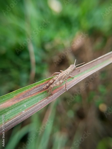 Bild auf Leinwand Top view of a small brown grasshopper nymph perched on a dry blade of grass