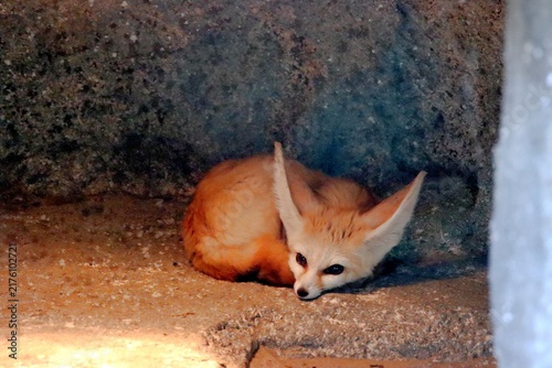 Принти на полотні fennec