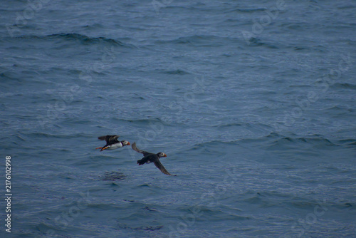 Photography Two Atlantic Puffins flying low over deep blue ocean waves in flight