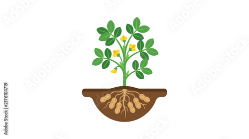 Peanut plant growth cycle illustration with underground legumes and flowers