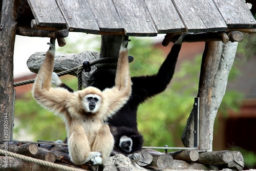 Konstfotografi gibbon