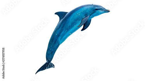Photography Vibrant blue dolphin mammal swimming aquatic wildlife creature isolated on transparent background for ocean biodiversity marine education