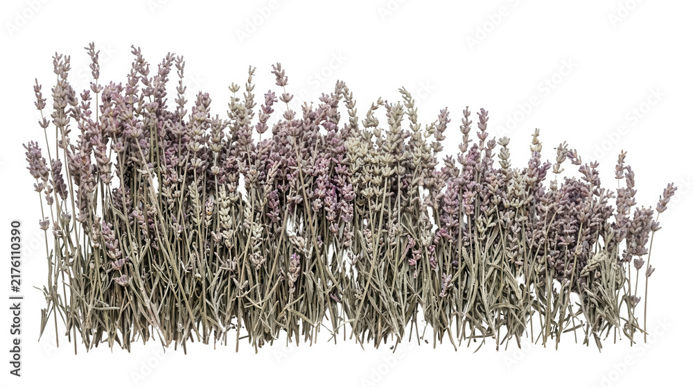 Fototapeta premium Kępa kwitnącej lawendy z fioletowymi kwiatami i zielonymi łodygami wyizolowana na białym tle, idealna do projektów graficznych, kompozycji botanicznych oraz dekoracji wnętrz o tematyce prowansalskiej.