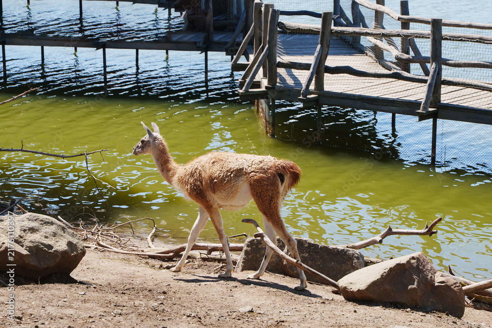 Obraz premium Young Guanaco Walking Near Water Shore