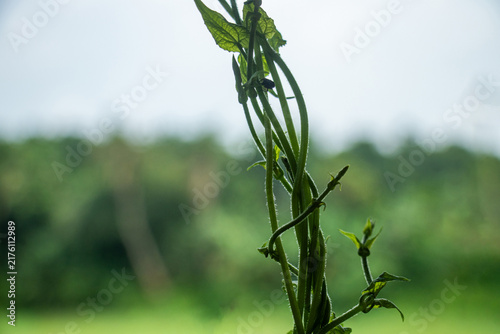 Fotografía Twining vine stems wrap around support structure in lush garden.