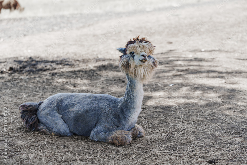 Fototapeta premium Fluffy Grey Alpaca Lying Down on Dry Ground