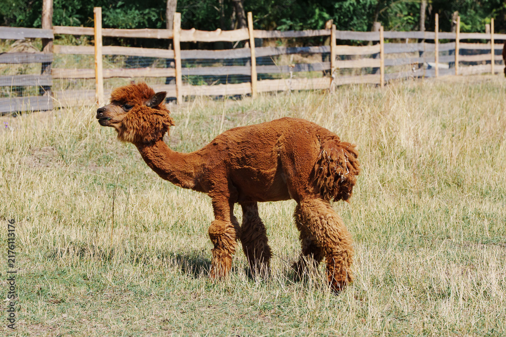 Obraz premium Brown Alpaca Standing in Sunny Green Meadow