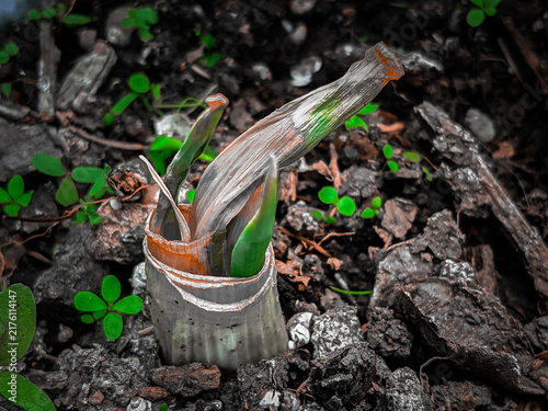 Regrowing Green Onion Base with New Shoots in Soil