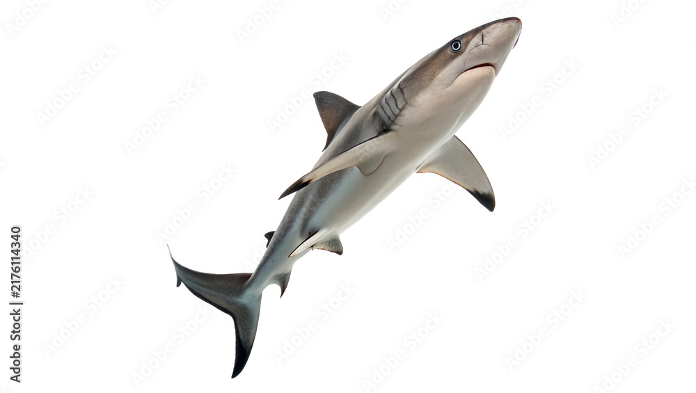 Fototapeta premium Predatory grey shark swimming aquatic marine wildlife isolated on transparent background for ocean biodiversity biodiversity education.