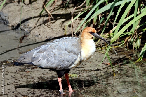 Cuadro en lienzo ibis