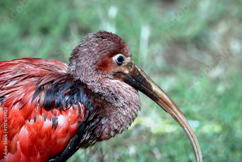 Canvastavla ibis