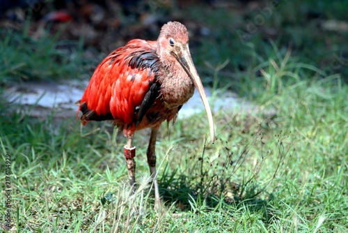 Foto ibis