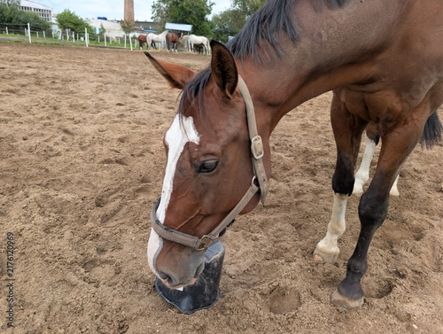 Konstfotografi Close-up portrait of a bay horse wearing a halter in an outdoor paddock, with an equestrian facility and green landscape in the background