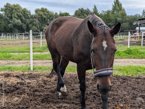 Canvastavla Dark bay horse standing in an outdoor paddock, wearing a halter and looking toward the camera at an equestrian facility surrounded by greenery