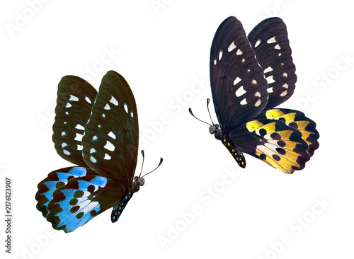 Bright tropical birdwing butterflies isolated on transparent nackground. Flying colorful butterflies. Rothschild's birdwing (Ornithoptera rothschildi)