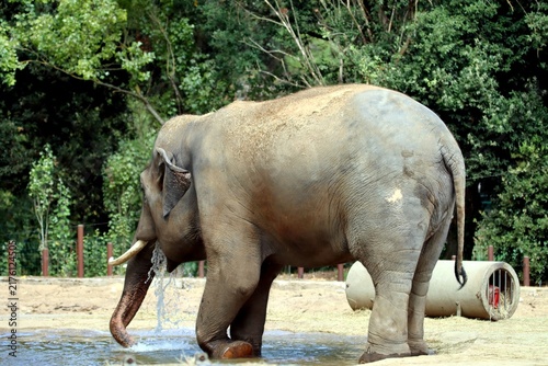 Canvastavla éléphant