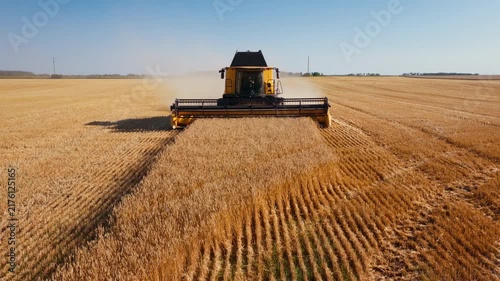 Combine harvester cuts ripe wheat while advancing across field