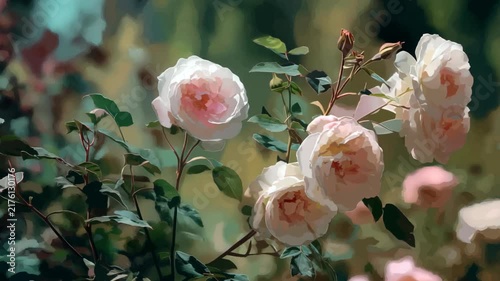 Delicate Cream Rose Blossoms in Soft Focus Create a Romantic Botanical Video Background for Weddings