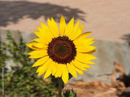 Natura