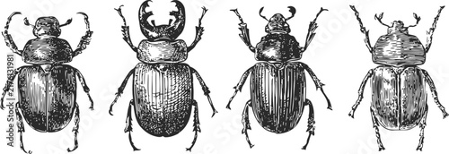 detailed hand drawn beetle illustrations four insect sketches with various body shapes and antennae styles