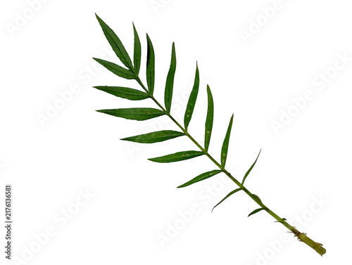 Fotografía A Single Vibrant Green marigold Leaf Isolated Against A Solid Black Background