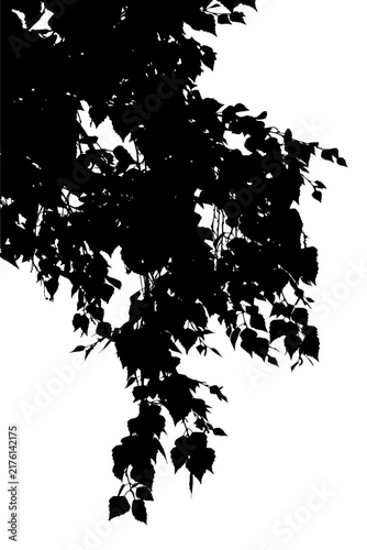 Vector illustration of a birch branch on a white background. Black and white silhouette.