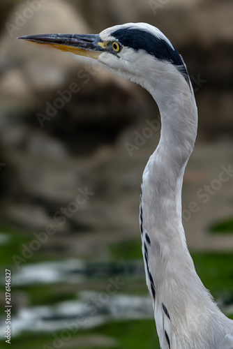 Fotografie Grey Heron Close-Up
