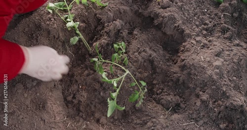 Farmer's hands in white gloves carefully planting a young tomato seedling into the fertile soil of a greenhouse, getting ready for the new harvest season with sustainable farming methods