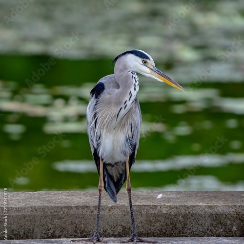 Фотография Grey Heron