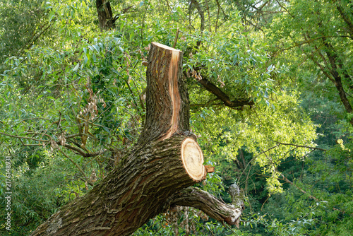 Close-up of a freshly cut tree trunk with lush green foliage in the background