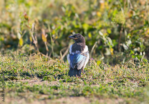 Картината върху платно Eurasian Magpie (Pica pica) juvenile standing in short grass and dirt, looking back over its shoulder