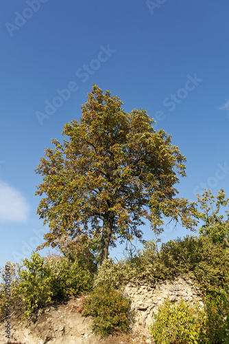 Solitary oak tree with autumn foliage against a clear blue sky