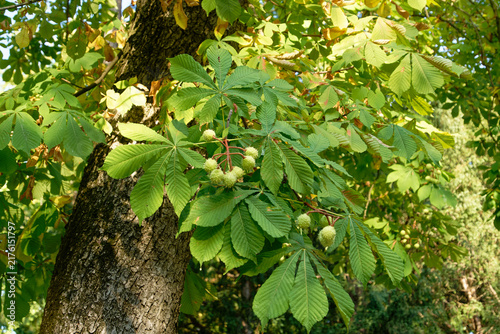 Horse chestnut tree branches with developing spiky fruit and large palmate leaves