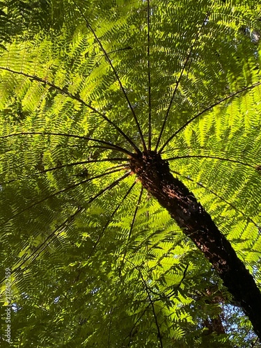 Bosque de los Helechos Gigantes, giant ferns in the lush tropical vegetation of Samaipata, Amboró National Park, Bolivia.